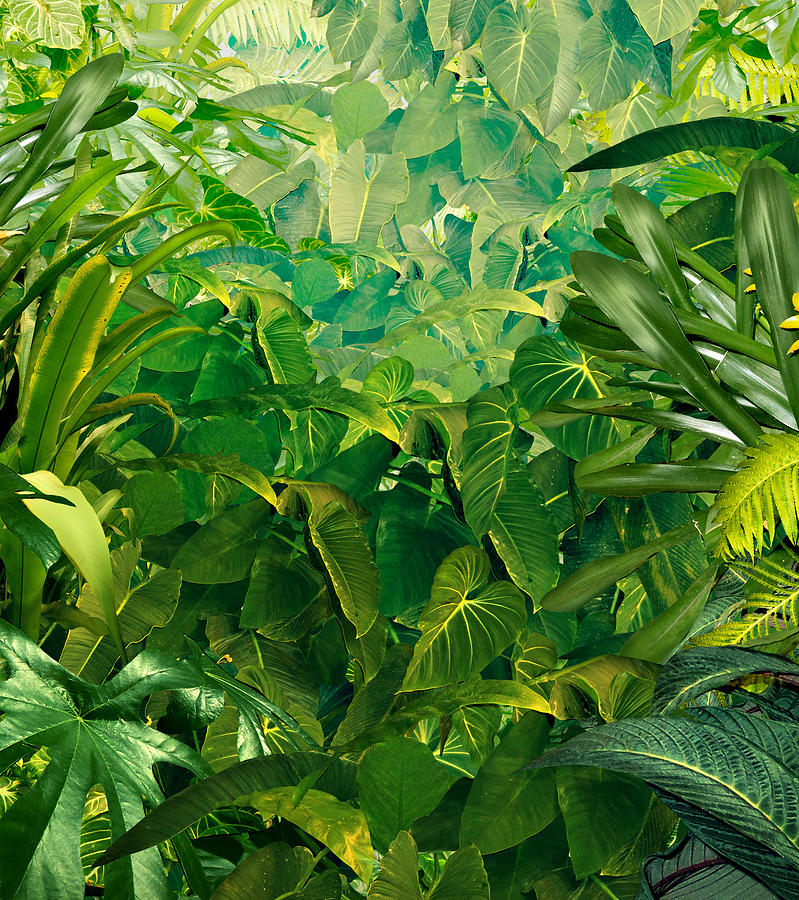 799x900 Tropical Jungle Background Drawing - Jungle Background Drawing