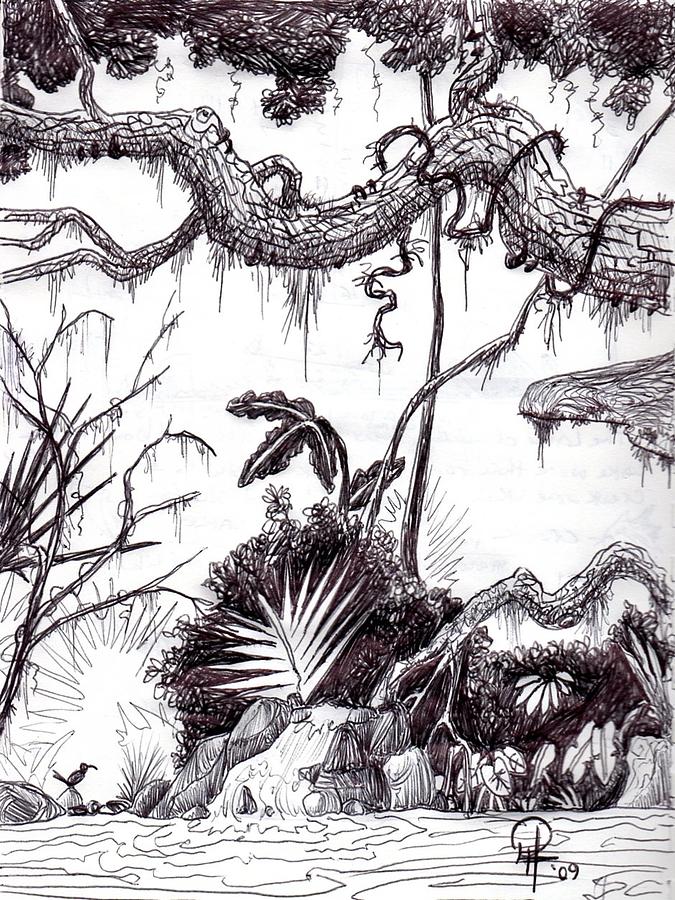 675x900 the wren jungle drawing - Jungle Drawing