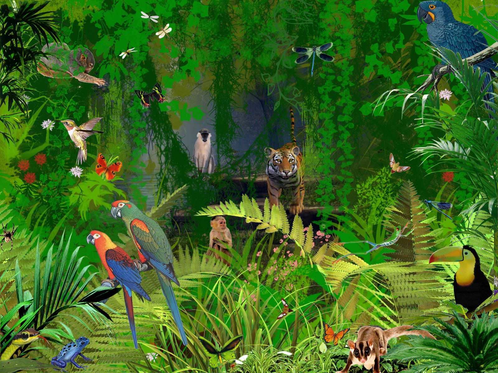 1600x1200 Jungle Drawing Scenes With Animals - Jungle Drawing