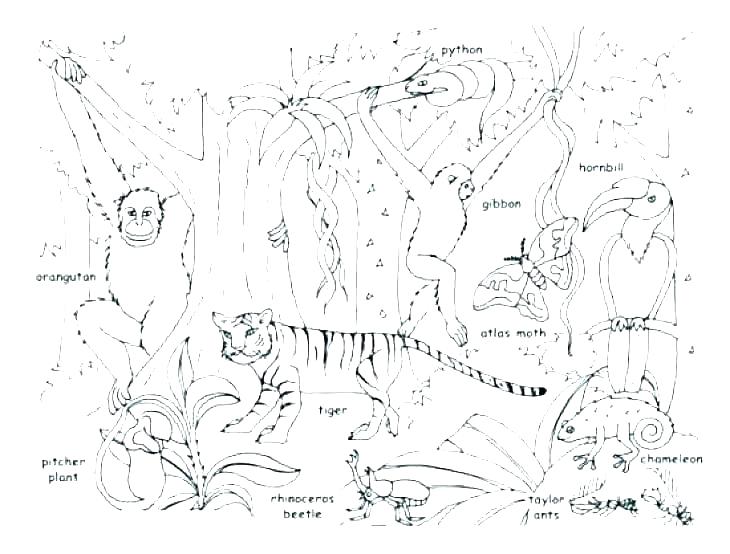 730x554 Jungle Animal Worksheets Preschool Free Printable Worksheet - Jungle Drawing For Kids