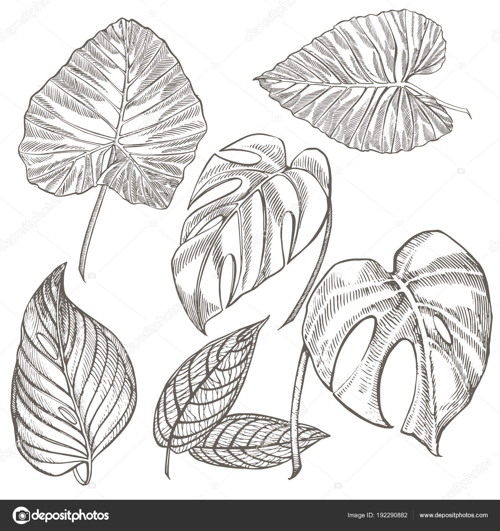 Jungle Leaf Drawing at Explore collection of