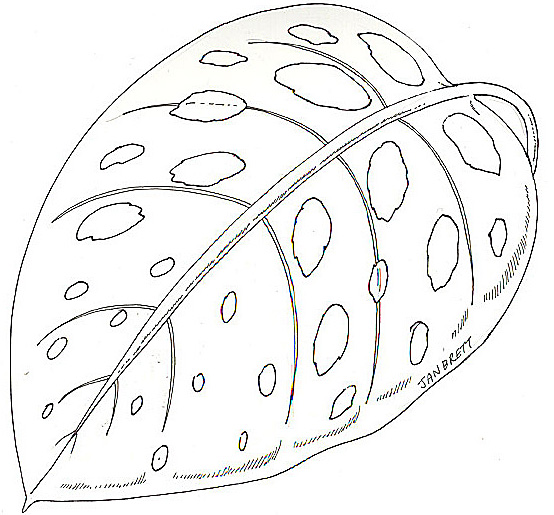 Jungle Leaf Drawing at Explore collection of