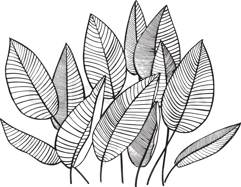 Jungle Leaf Drawing at Explore collection of