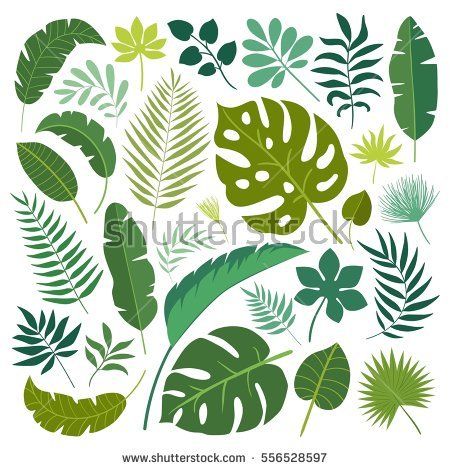 Jungle Leaf Drawing at PaintingValley.com | Explore collection of