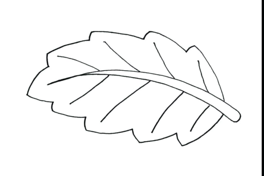 1024x683 Jungle Drawing Leaf For Free Download - Jungle Leaf Drawing