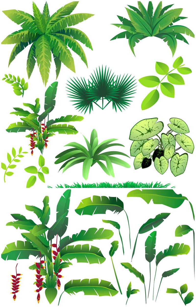800x1250 Huge Collection Of 'jungle Plants Drawing' Download More Than - Jungle Leaves Drawing