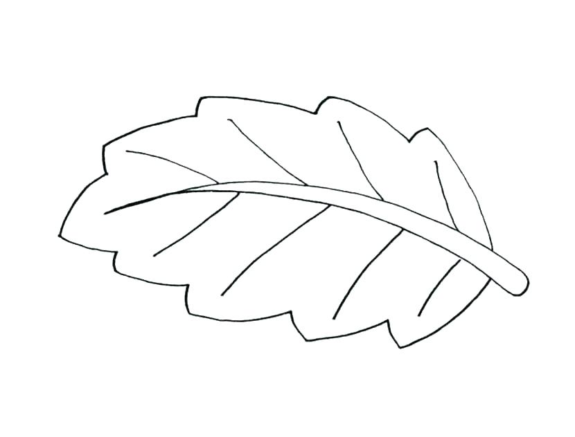 Jungle Leaves Drawing at PaintingValley.com | Explore collection of