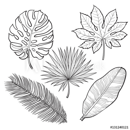 Jungle Leaves Drawing at PaintingValley.com | Explore collection of