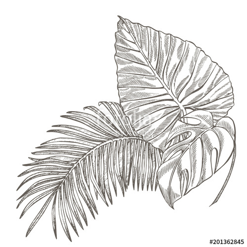 Jungle Leaves Drawing at PaintingValley.com | Explore collection of