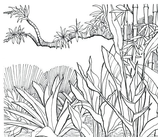 Download Jungle Leaves Drawing at PaintingValley.com | Explore ...
