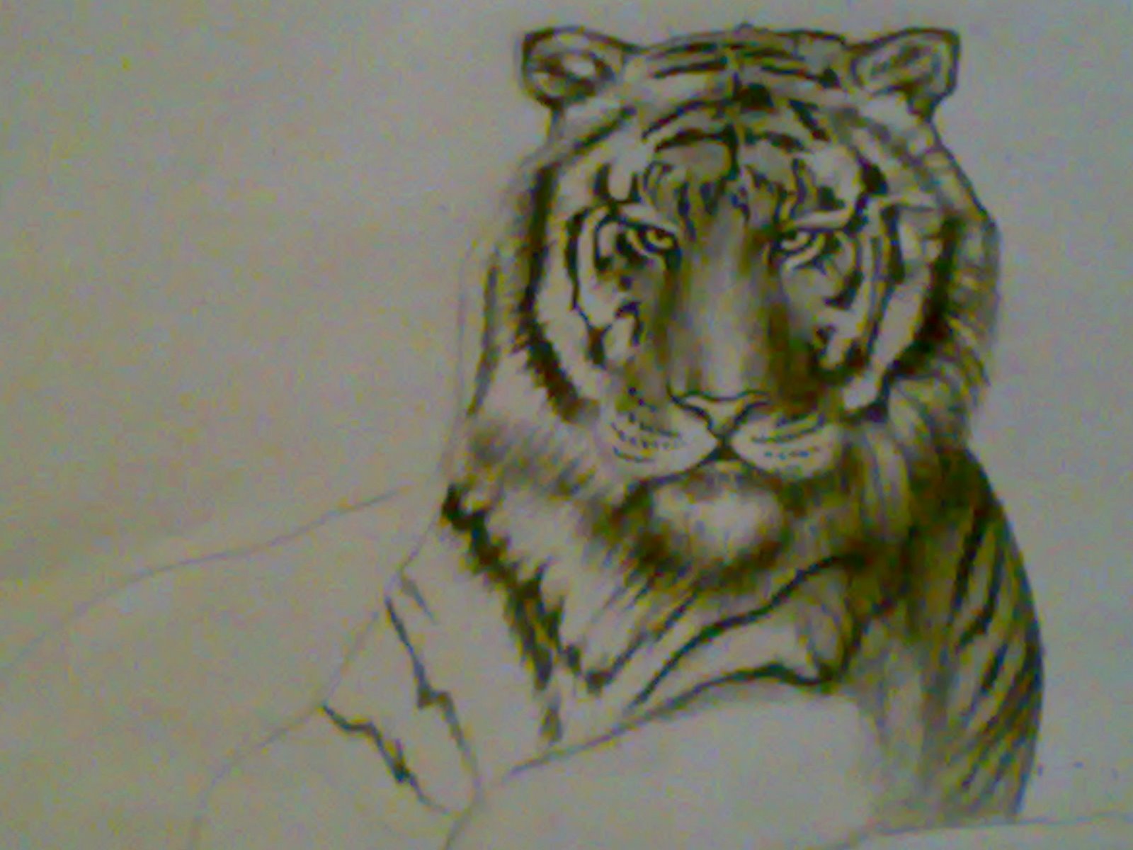 1600x1200 Easy Draw Jungle Animals How To Draw A Eagle Step - Jungle Pencil Drawing