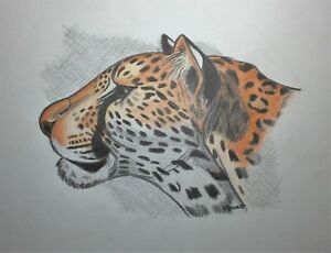 300x230 Florida Original Art Color Pencil Drawing Leopard Cat Wildlife - Jungle Pencil Drawing