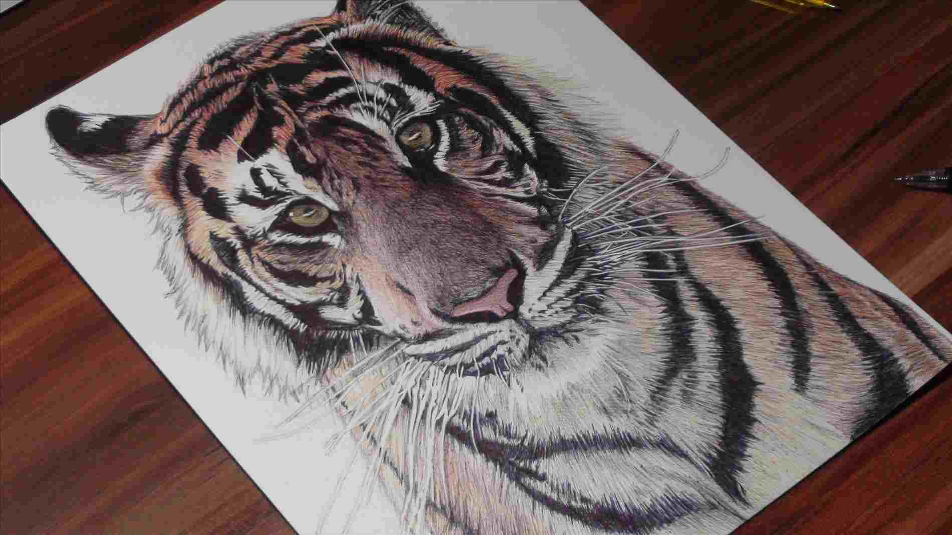 Jungle Pencil Drawing at PaintingValley.com | Explore collection of ...