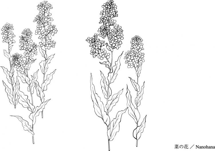 750x526 How To Draw Jungle Plants - Jungle Plants Drawing