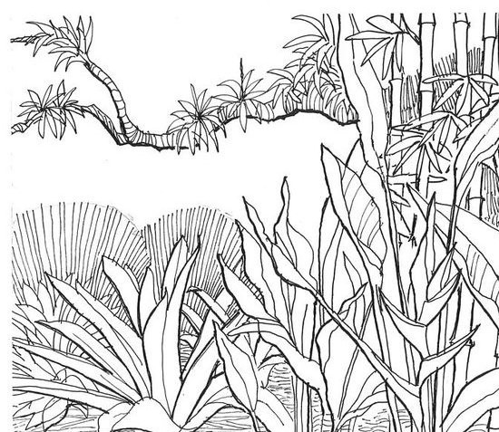 550x477 Jungle Drawing For Kids At Getdrawings Com Free Personal Use - Jungle Plants Drawing