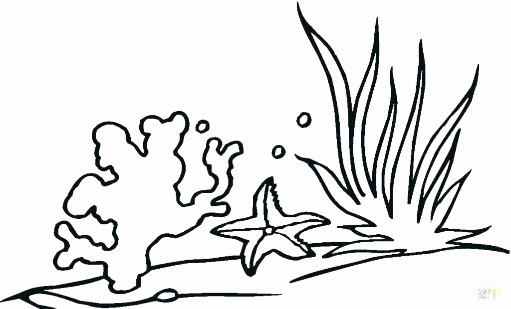 1024x620 Jungle Plants Coloring Pages New Underwater Plants Drawing - Jungle Plants Drawing