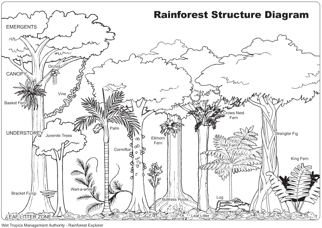 1055x748 Jungle Trees Drawing Rainforest Plants Coloring Pages - Jungle Plants Drawing