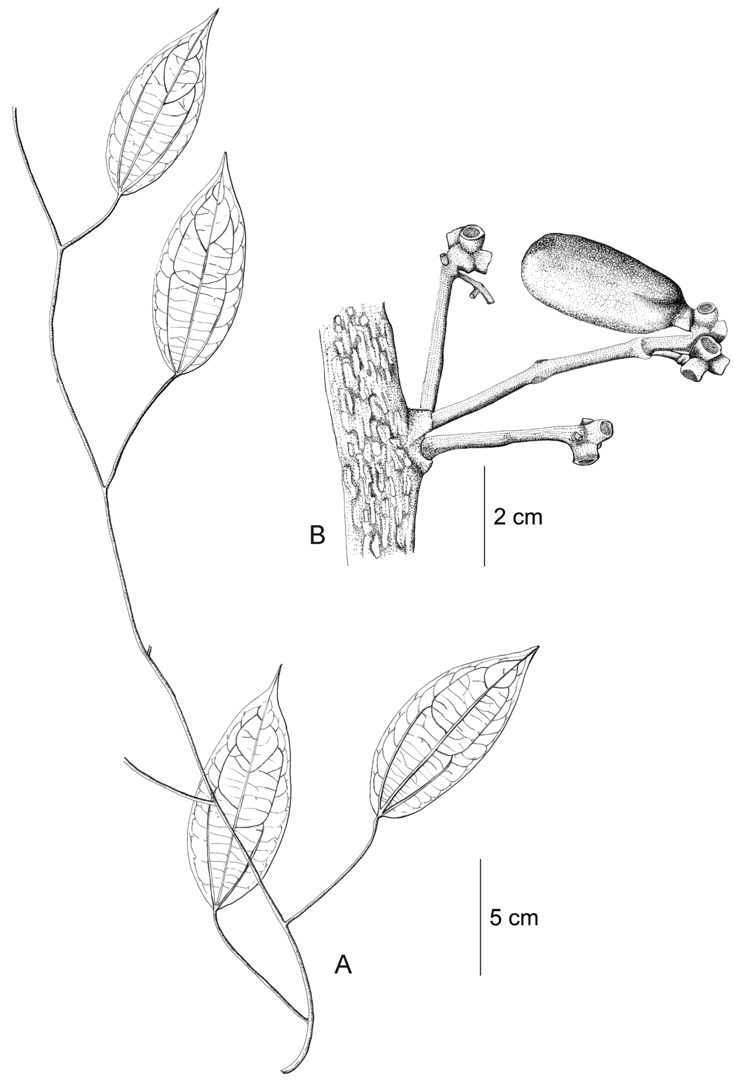 1512x2220 Tropical Rainforest Plants Drawings Drawing Drawn Forest - Jungle Plants Drawing