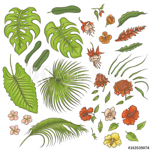 500x500 Vector Sketch Colored Texture Set Of Isolated Elements Green - Jungle Plants Drawing