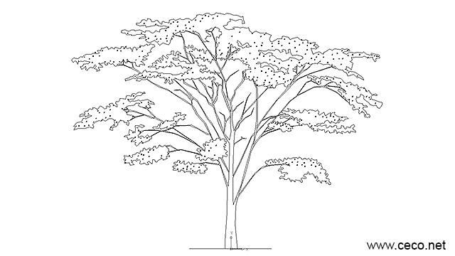 640x360 Autocad Drawing Tree With Foliage Fruits And Flowers Dwg - Jungle Plants Drawing