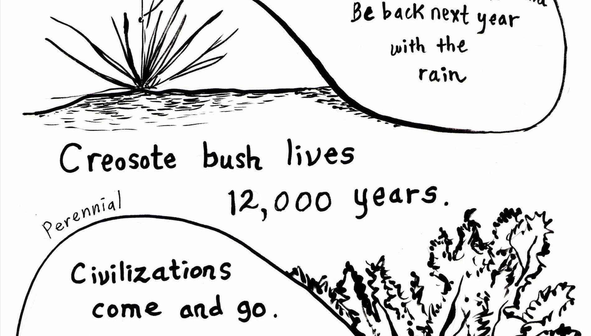 1900x1080 Drawing Tropical Rainforest Tree Jungle Clipart - Jungle Plants Drawing