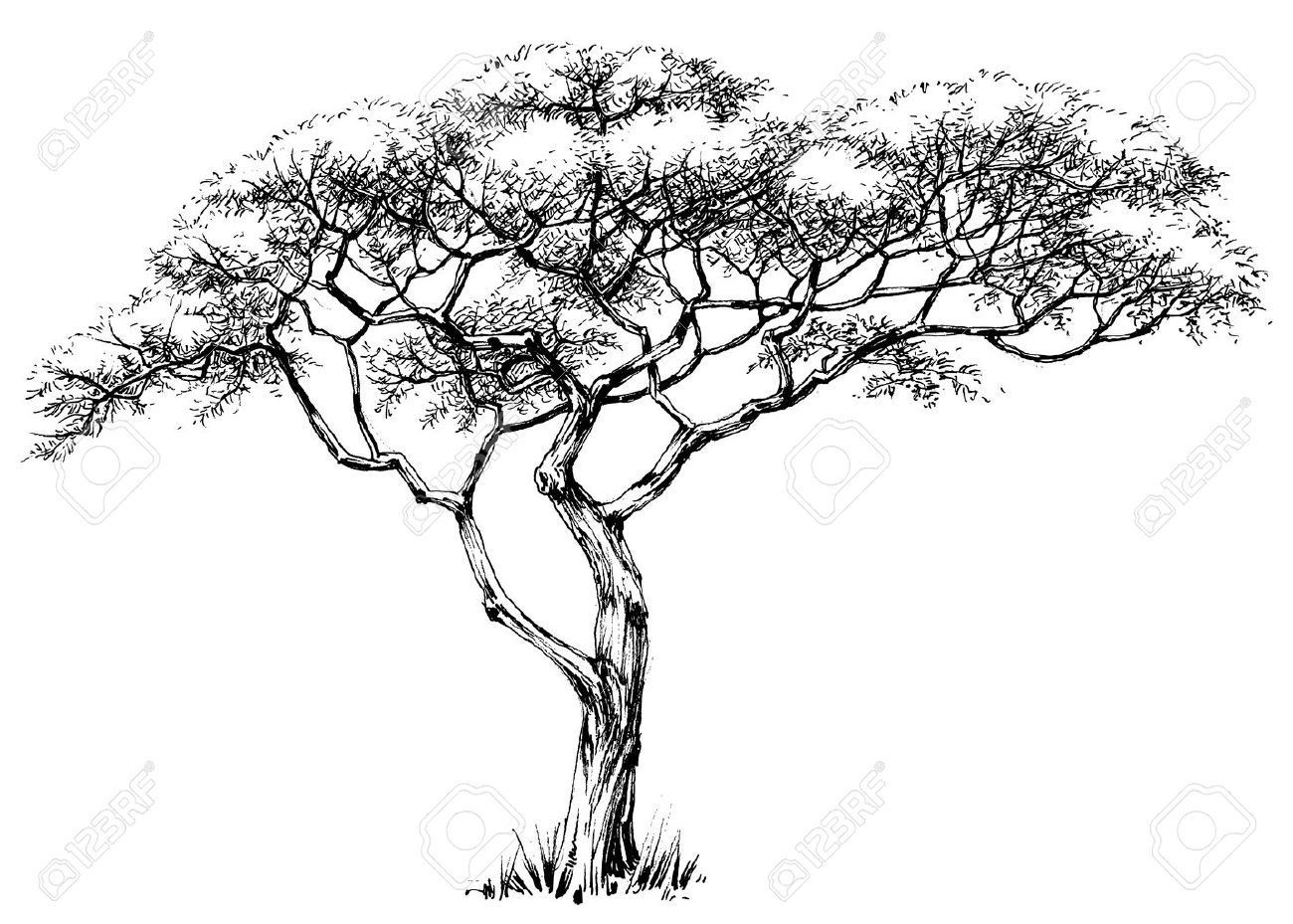Jungle Tree Drawing at Explore collection of