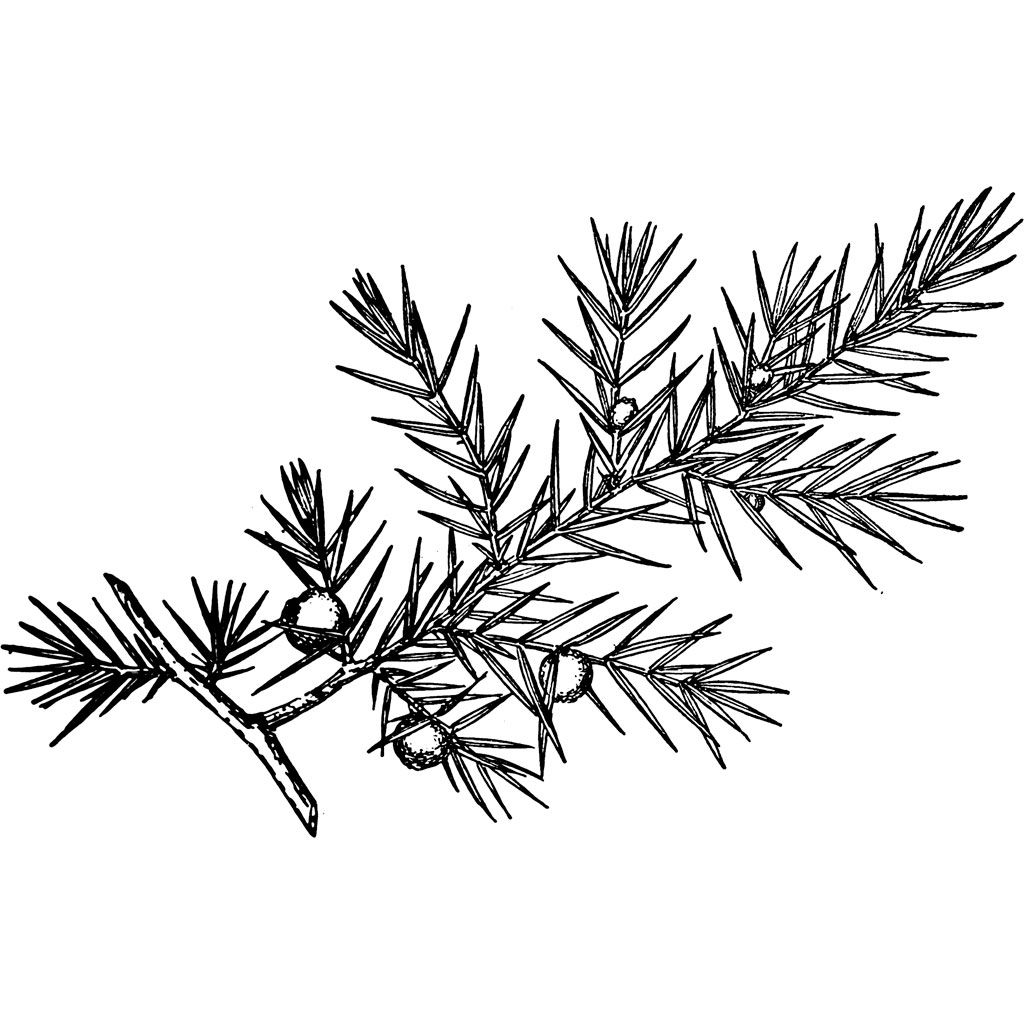1024x1024 Image Result For Juniper Drawing Tattoo Leaf Tattoos, Drawings - Juniper Drawing