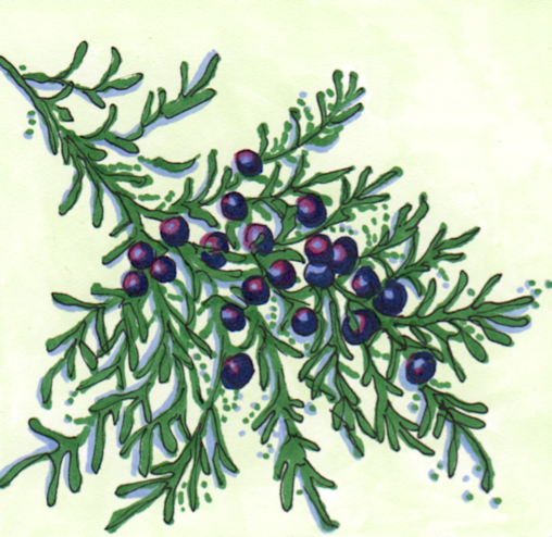 508x494 J Is For Juniper Alphadello - Juniper Drawing