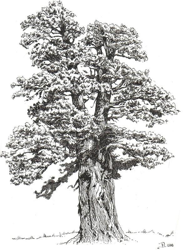 588x800 Juniper Drawing - Juniper Drawing