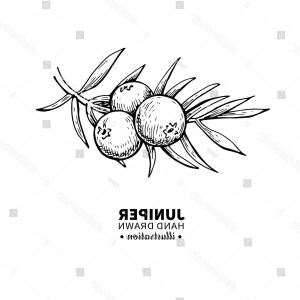 300x300 Juniper Vector Drawing Isolated Vintage Illustration Lazttweet - Juniper Drawing