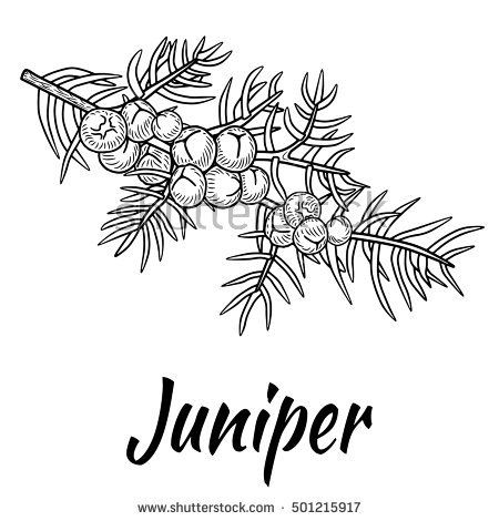 450x470 Juniper Branch With Berries Hand Drawn Illustration In Sketch - Juniper Drawing