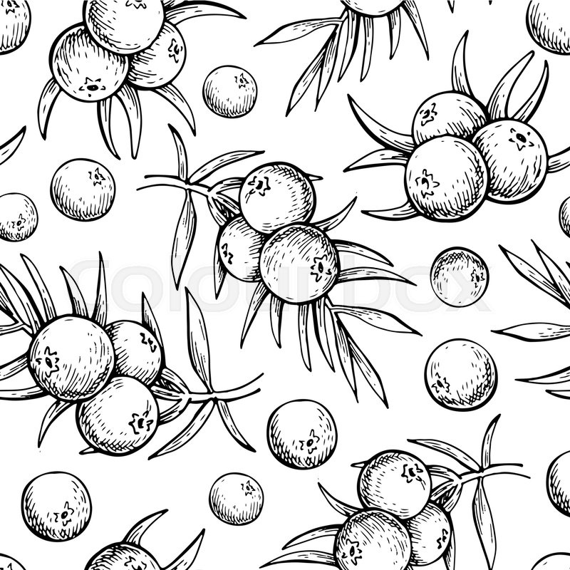 800x800 Juniper Vector Seamless Pattern Stock Vector Colourbox - Juniper Drawing
