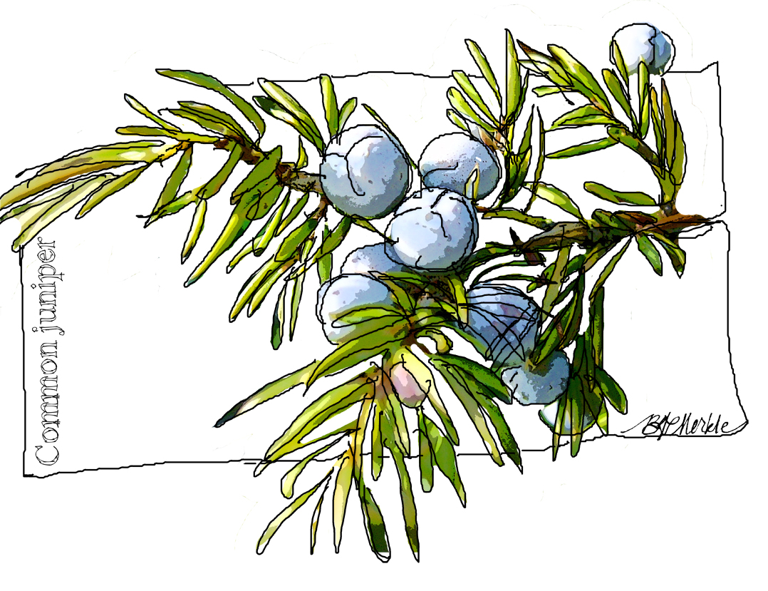 1078x829 Niederlande Infos Pictures Of Juniper Berries Drawing - Juniper Drawing