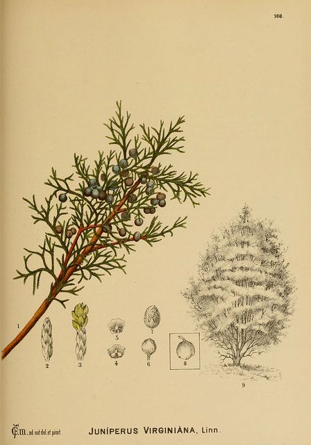 448x640 Old Botanical Drawing - Juniper Drawing