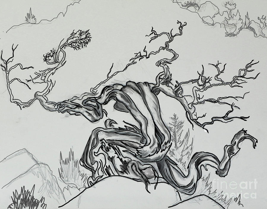 900x704 Old Juniper Dancing With The Wind - Juniper Drawing