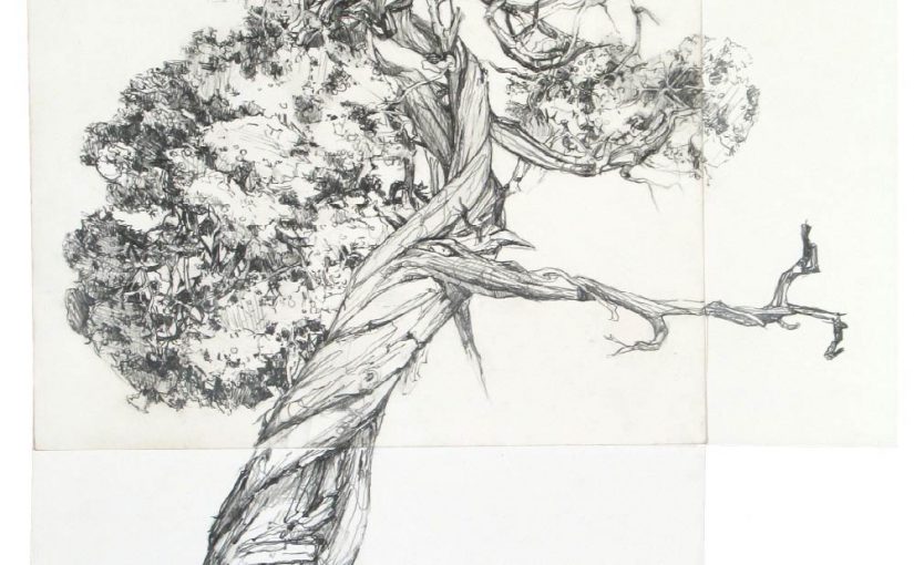 825x510 Tree Drawings Erika Osborne - Juniper Drawing