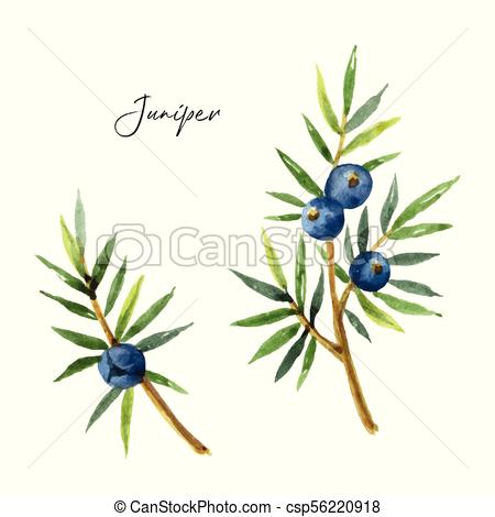 450x470 Watercolor Set Plants Juniper Isolated On White Background - Juniper Drawing