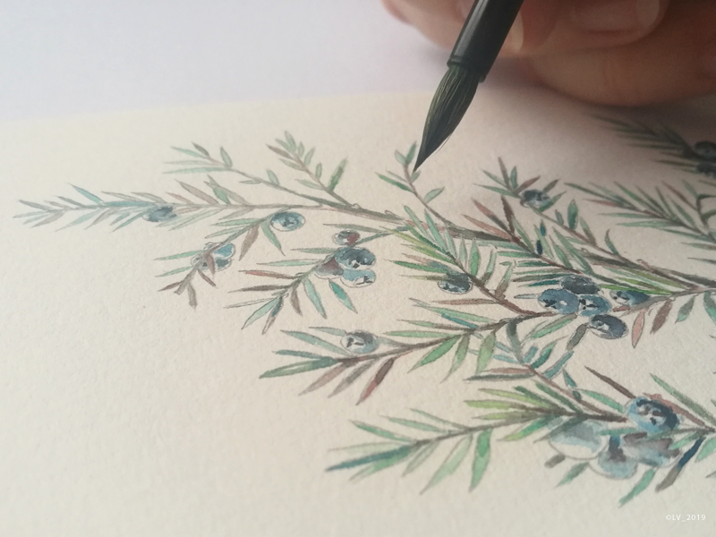 800x600 When We Do Not Rush We Start To See Juniper - Juniper Drawing