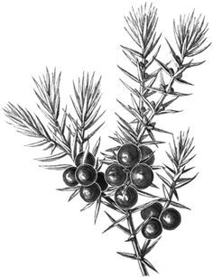 236x307 Juniper Berries Drawing - Juniper Drawing