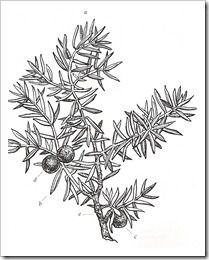 209x260 Juniper Drawing - Juniper Drawing