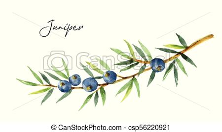 450x269 Huge Collection Of 'juniper Drawing' Download More Than Images - Juniper Drawing