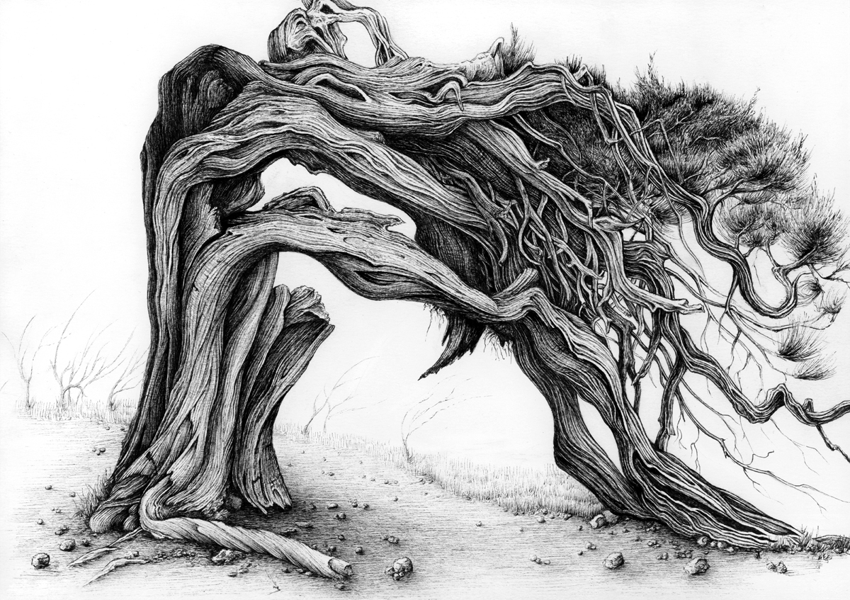 Juniper Tree Drawing at Explore collection of