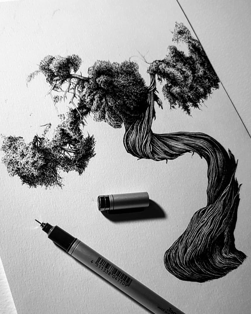 861x1077 Juniper - Juniper Tree Drawing