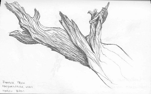 500x310 Juniper Tree - Juniper Tree Drawing