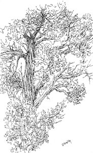 183x300 Juniper Tree Drawings Fine Art America - Juniper Tree Drawing