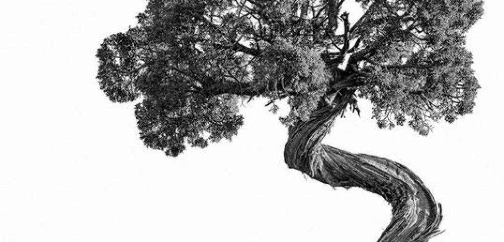 1014x487 Ohio, Juniper Tree Ministry - Juniper Tree Drawing