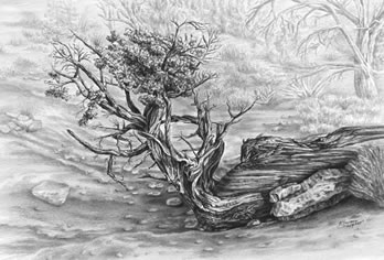 348x236 Pencil Drawings - Juniper Tree Drawing