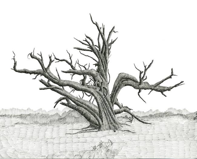 650x523 Stunning Juniper Tree Drawings And Illustrations For Sale - Juniper Tree Drawing