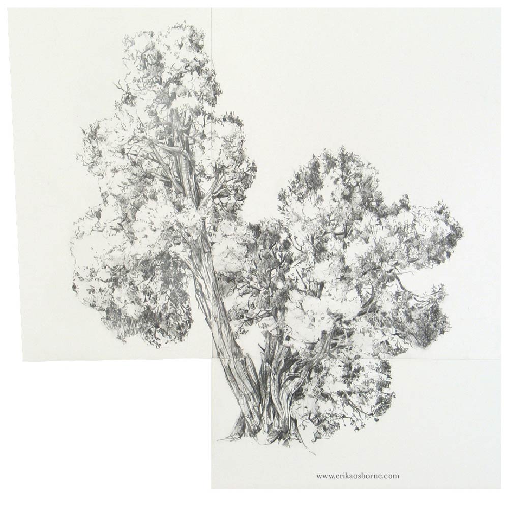 997x1010 Tree Drawings Erika Osborne - Juniper Tree Drawing