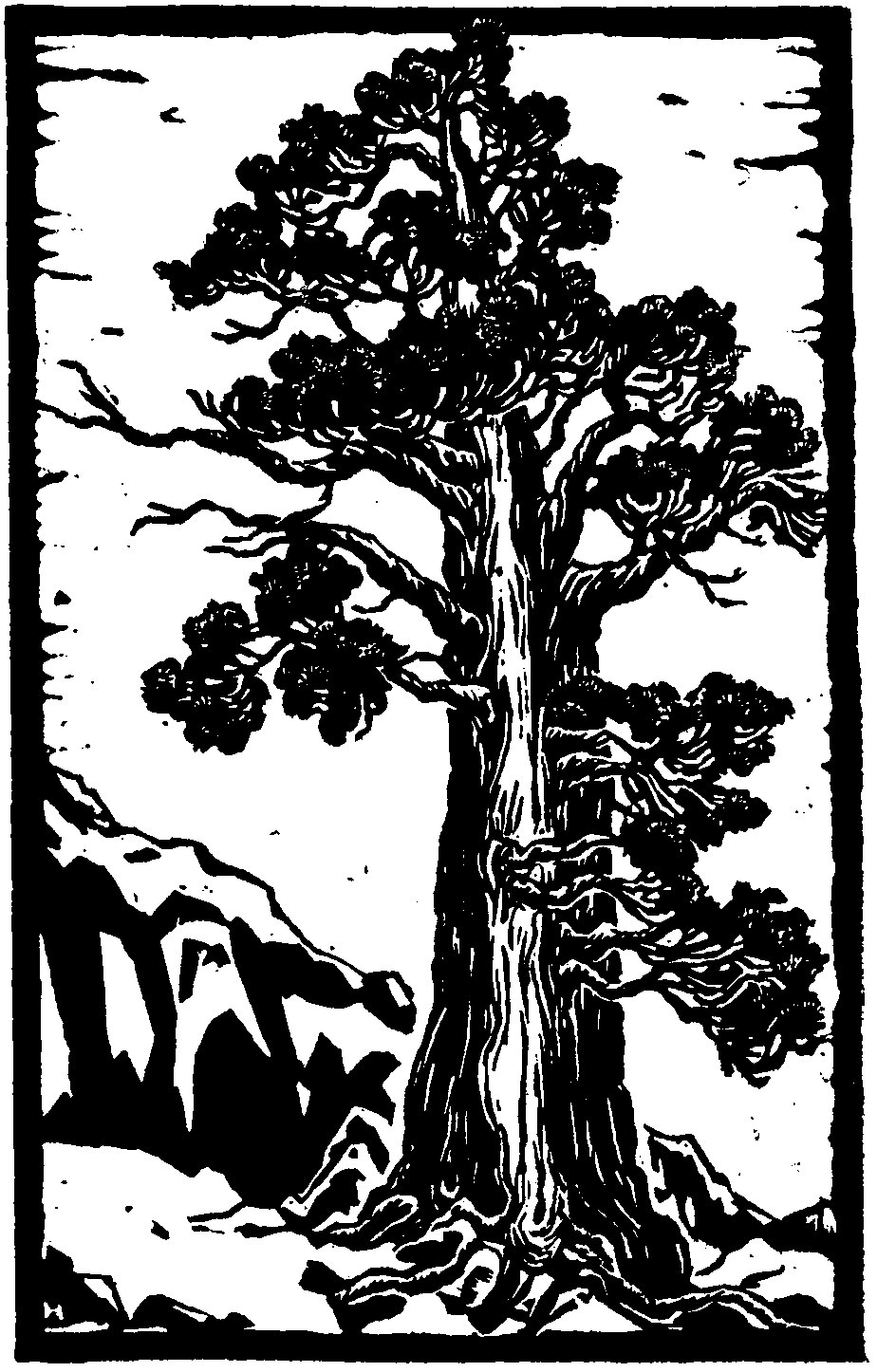 924x1446 Trees Of Yosemite - Juniper Tree Drawing